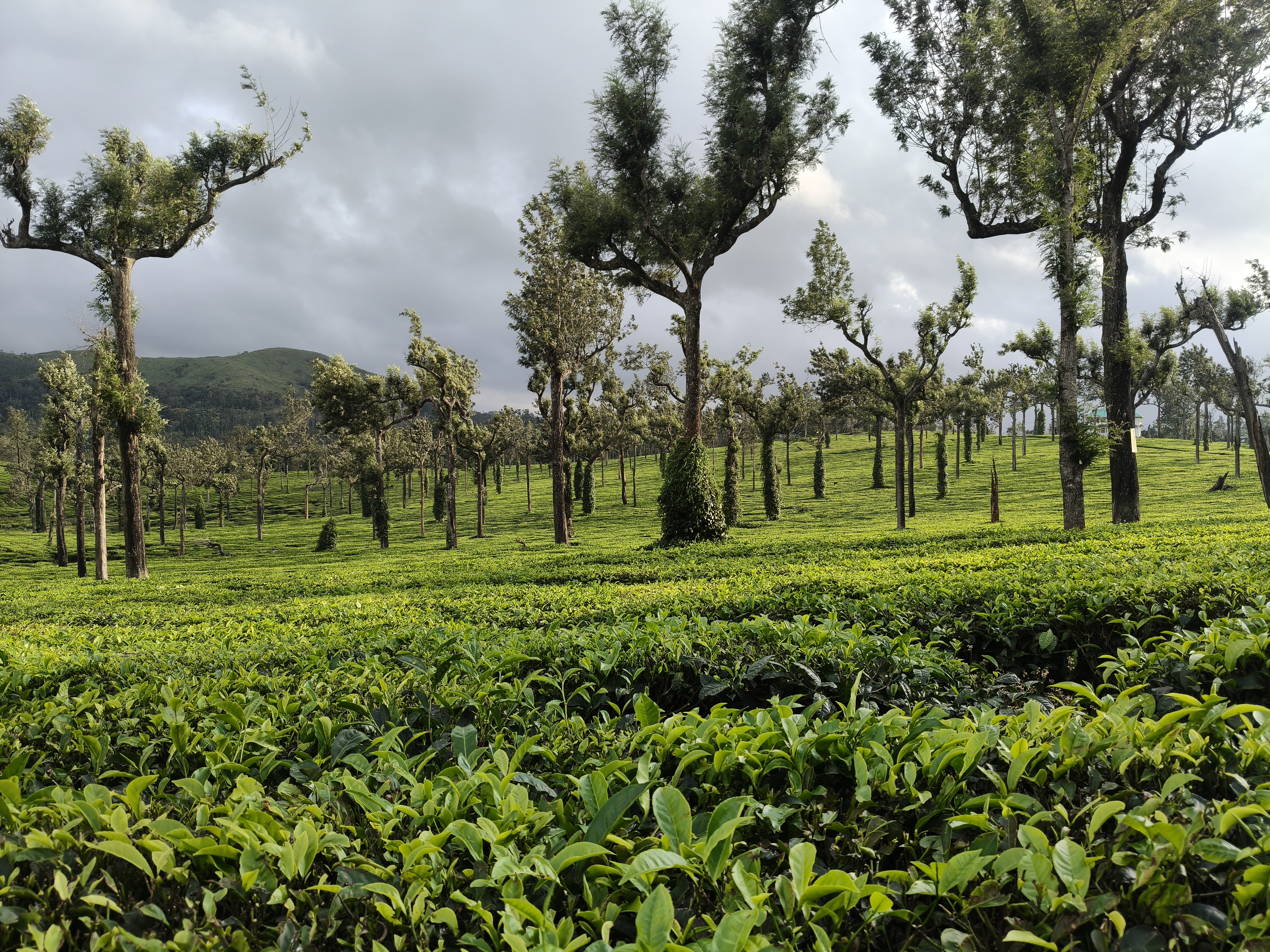 Kolukkumalai misty sunrise behind tall trees and forest greenery